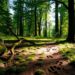 Animal Track