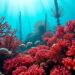 Coral