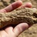 Dinosaur Bone
