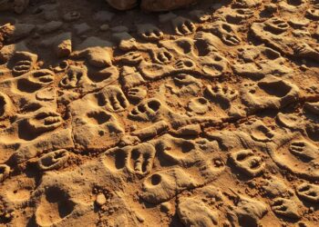 Footprint