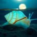 Glowing Shell