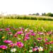 Meadow