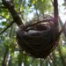 Nest