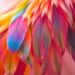Rainbow Feather