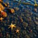 Rock Pool