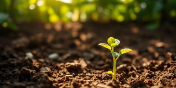 Seedling
