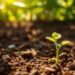 Seedling