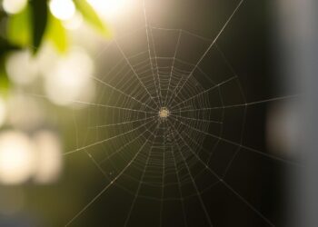 Spider Web
