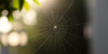 Spider Web