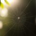 Spider Web