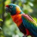 Talking Bird
