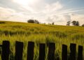 Whistling Wind