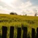Whistling Wind